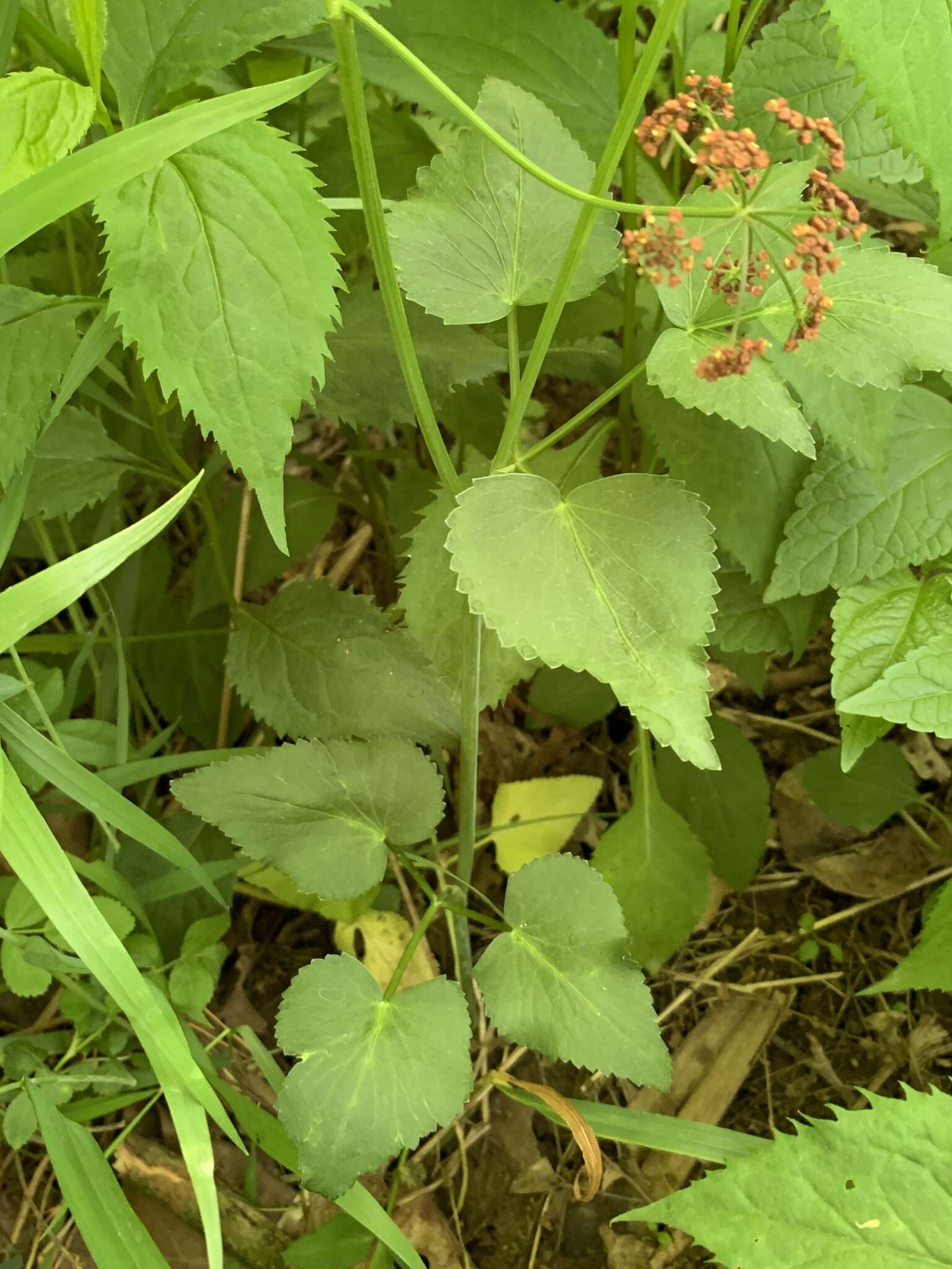 Image of purple meadowparsnip