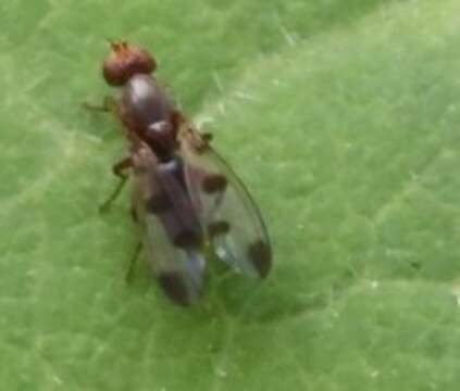 Image de Geomyza tripunctata Fallen 1823