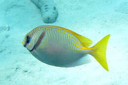 Image of Barred rabbitfish