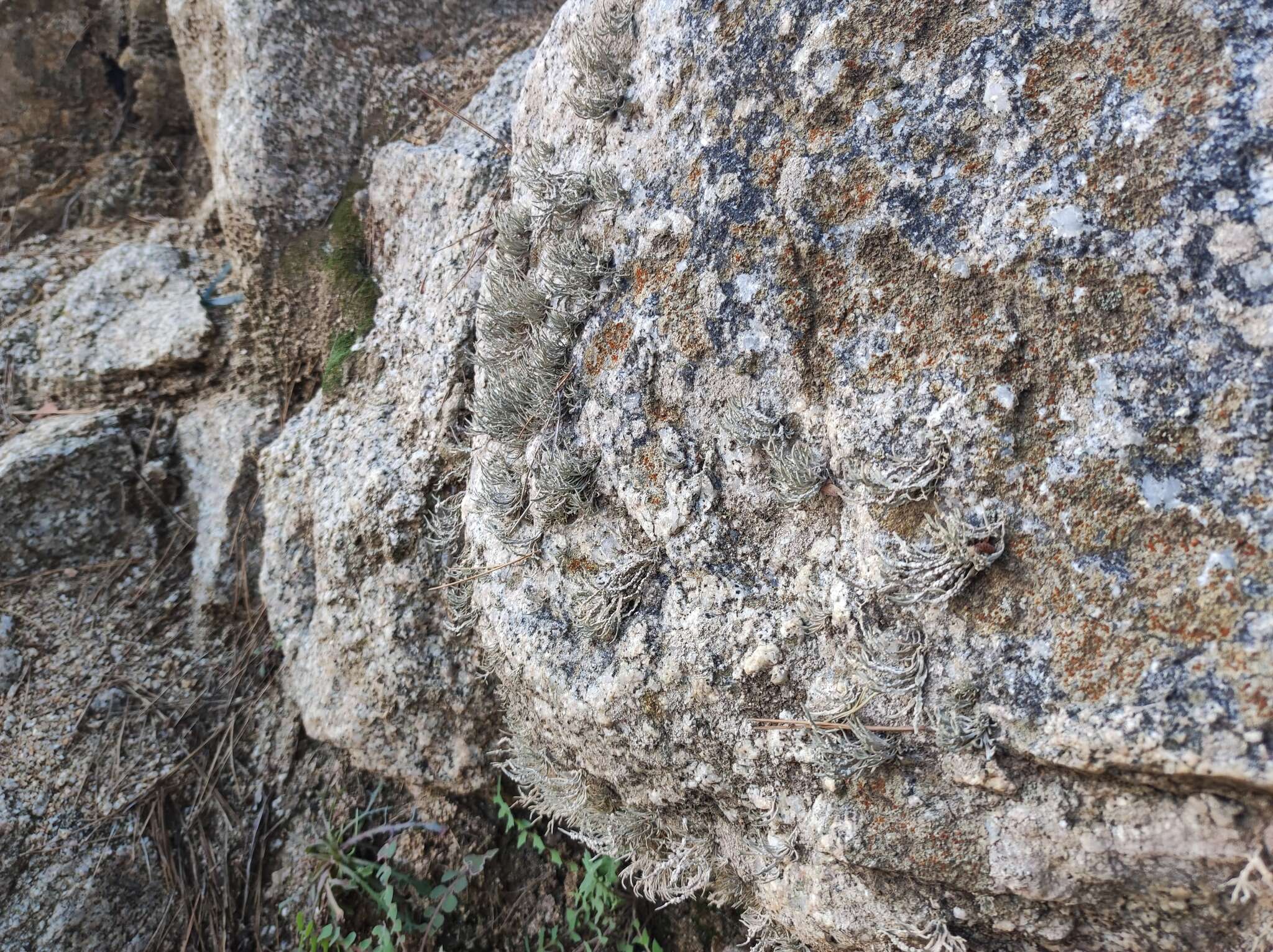 Image of roccella lichen