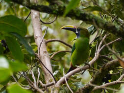 Image of Blue-throated Toucanet