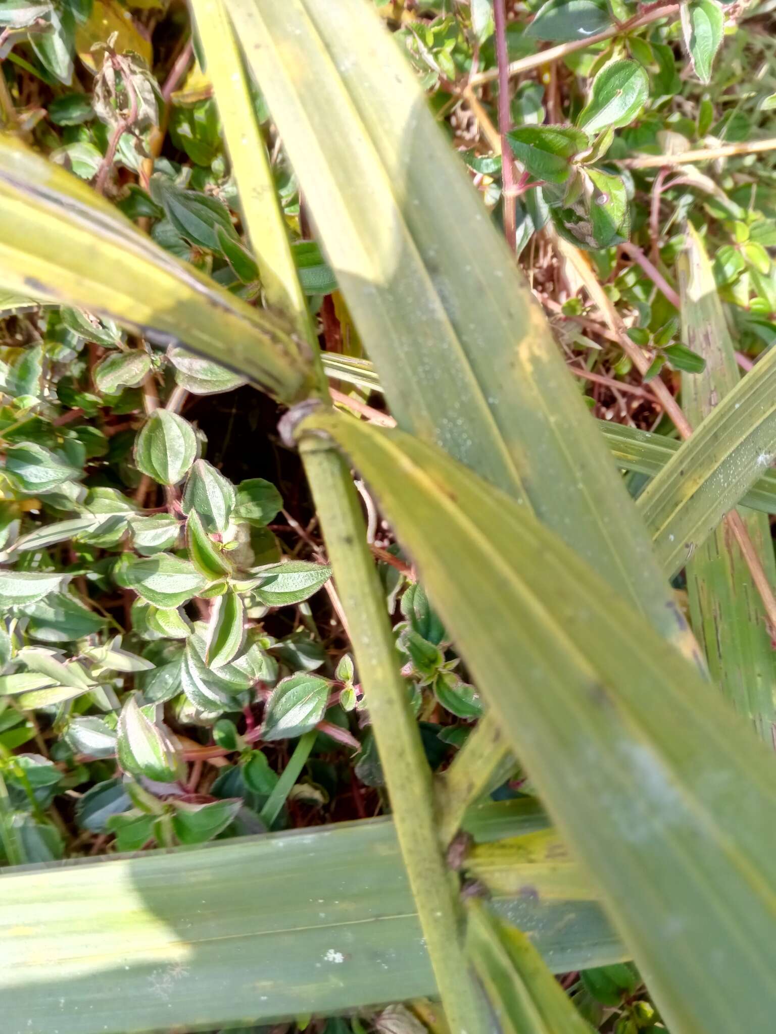 Sivun Dypsis nodifera Mart. kuva