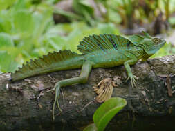 Image of Green Basilisk