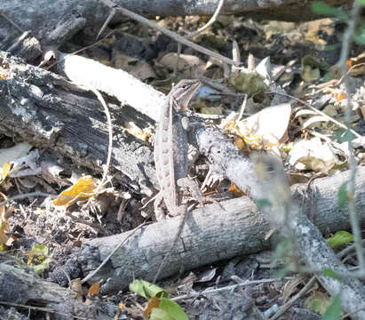 Image of Sceloporus variabilis marmoratus Hallowell 1852