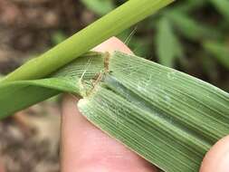 Imagem de Paspalum floridanum Michx.