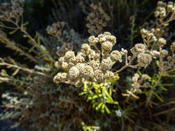 Achillea cretica L.的圖片