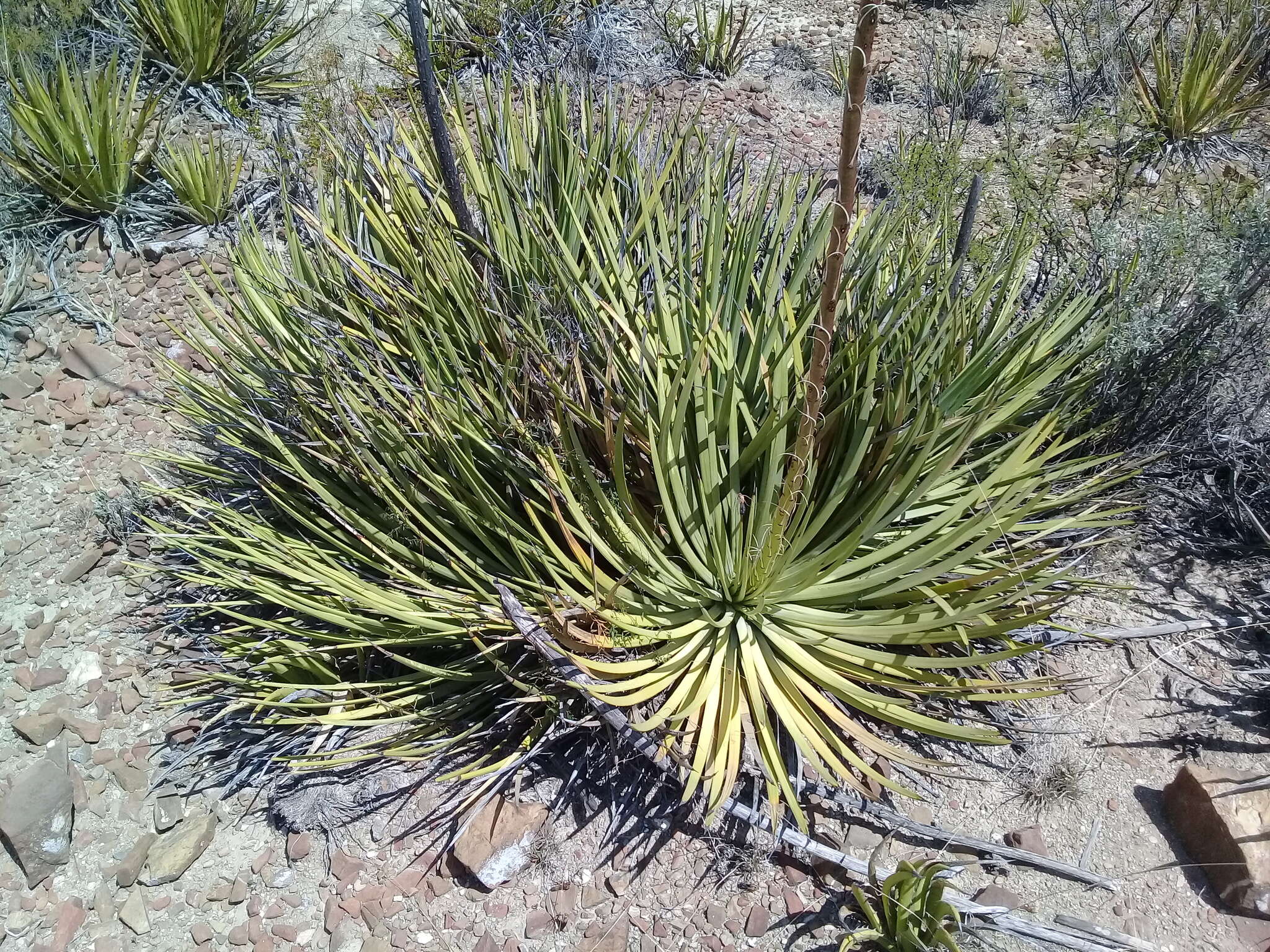 Agave striata Zucc. resmi