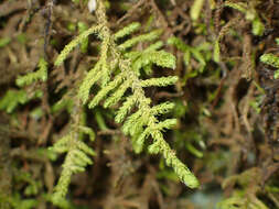 Image of claopodium moss