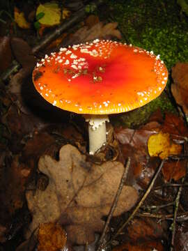 Image of Fly agaric