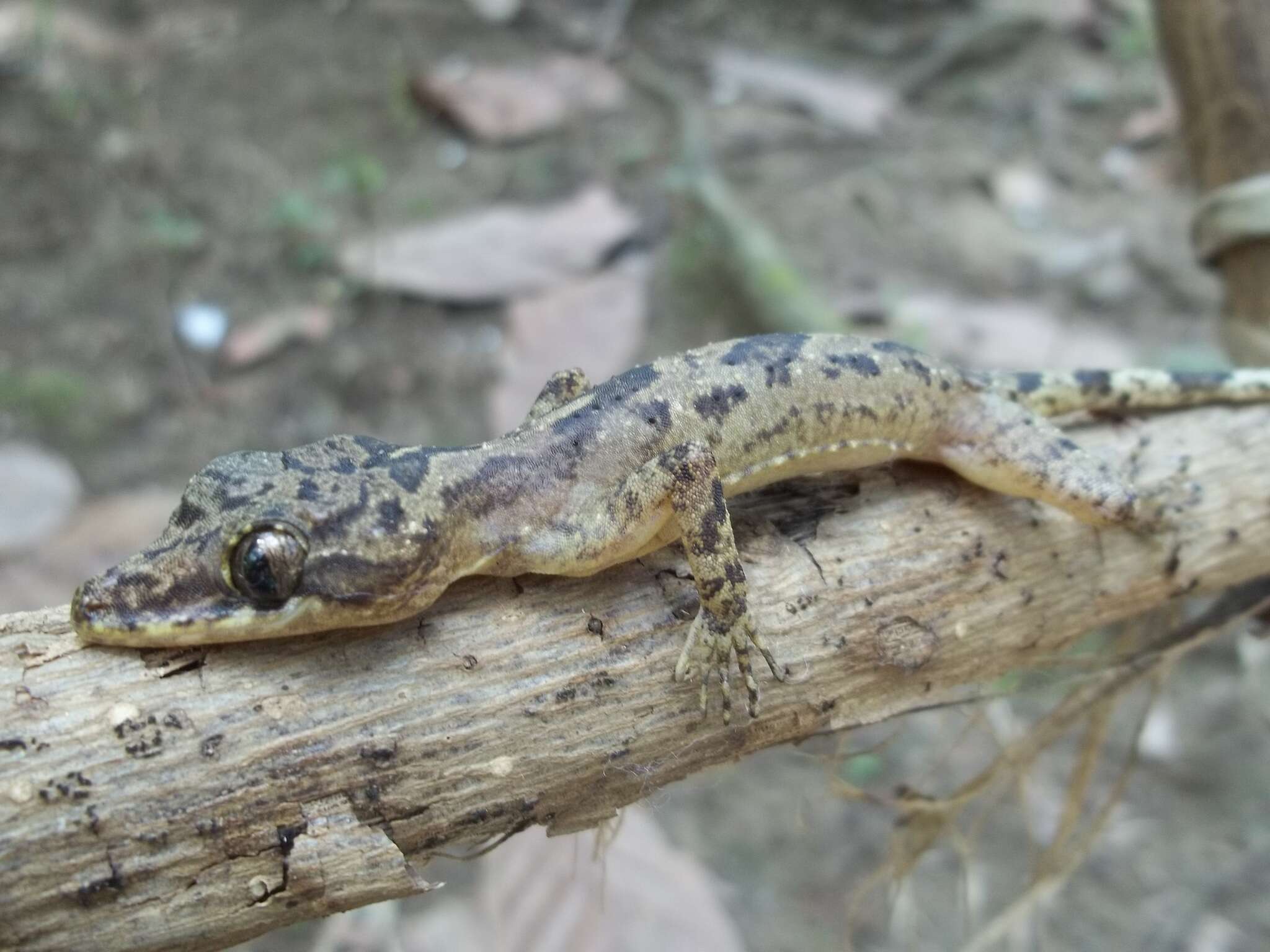 Image of Cyrtodactylus fumosus (Müller 1895)