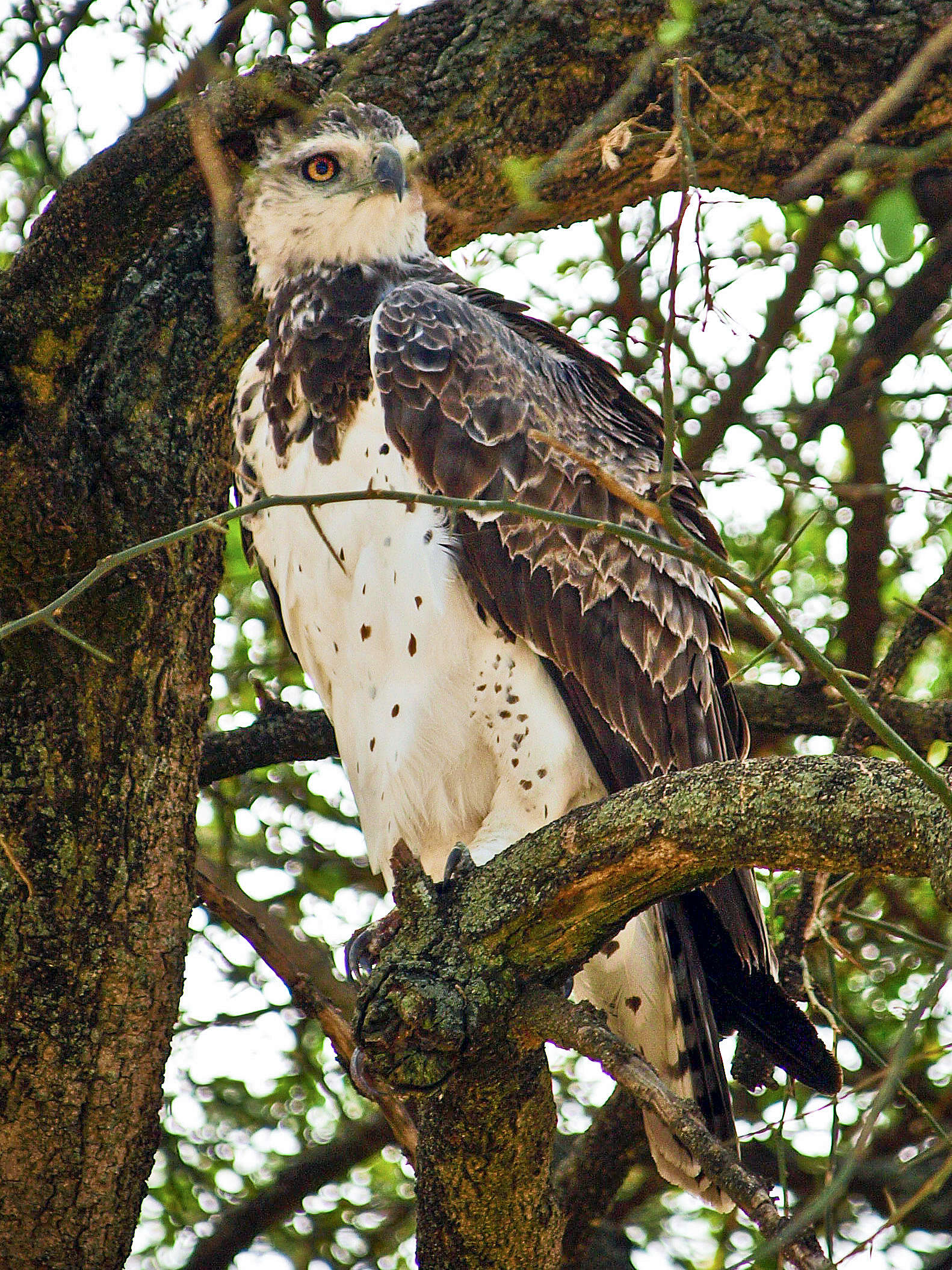 Imagem de Polemaetus Heine 1890