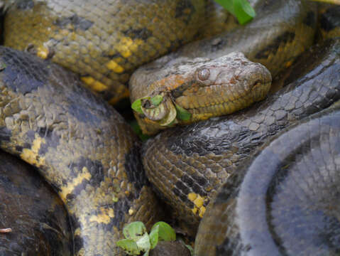 Image of Green anaconda