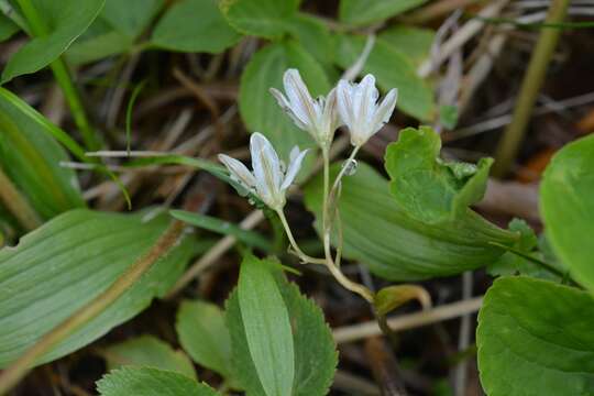 Image of Gagea triflora (Ledeb.) Schult. & Schult. fil.