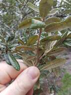 Imagem de Quercus geminata Small