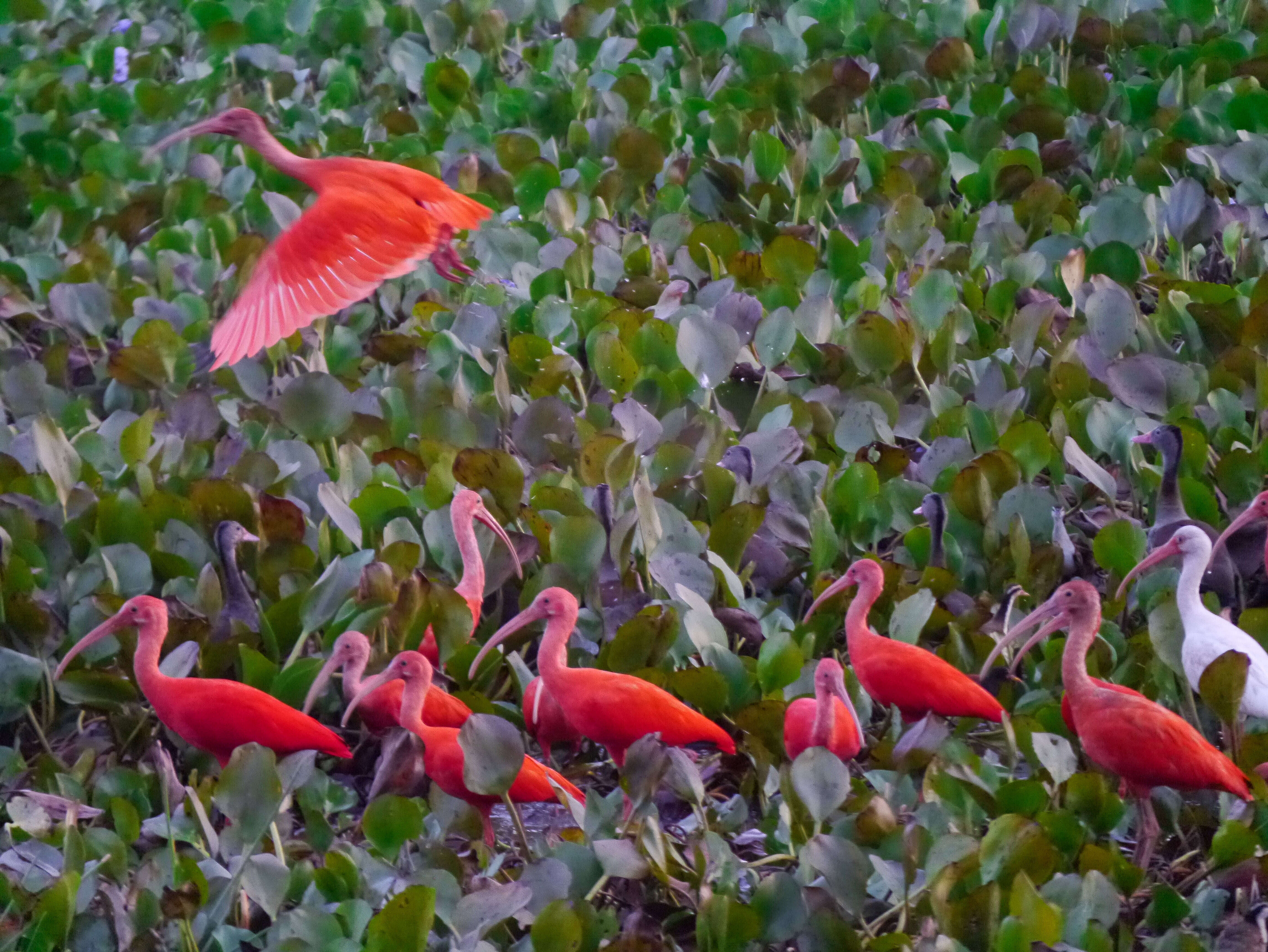 Image of Scarlet Ibis