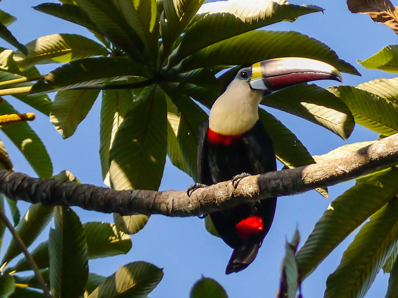 Image of Red-billed Toucan