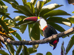 Image of Red-billed Toucan