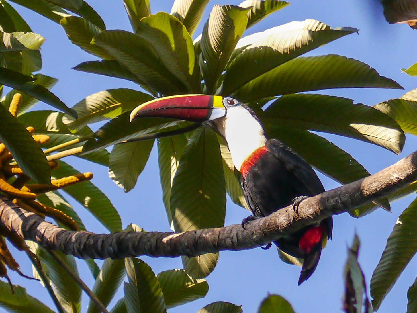 Image of Red-billed Toucan