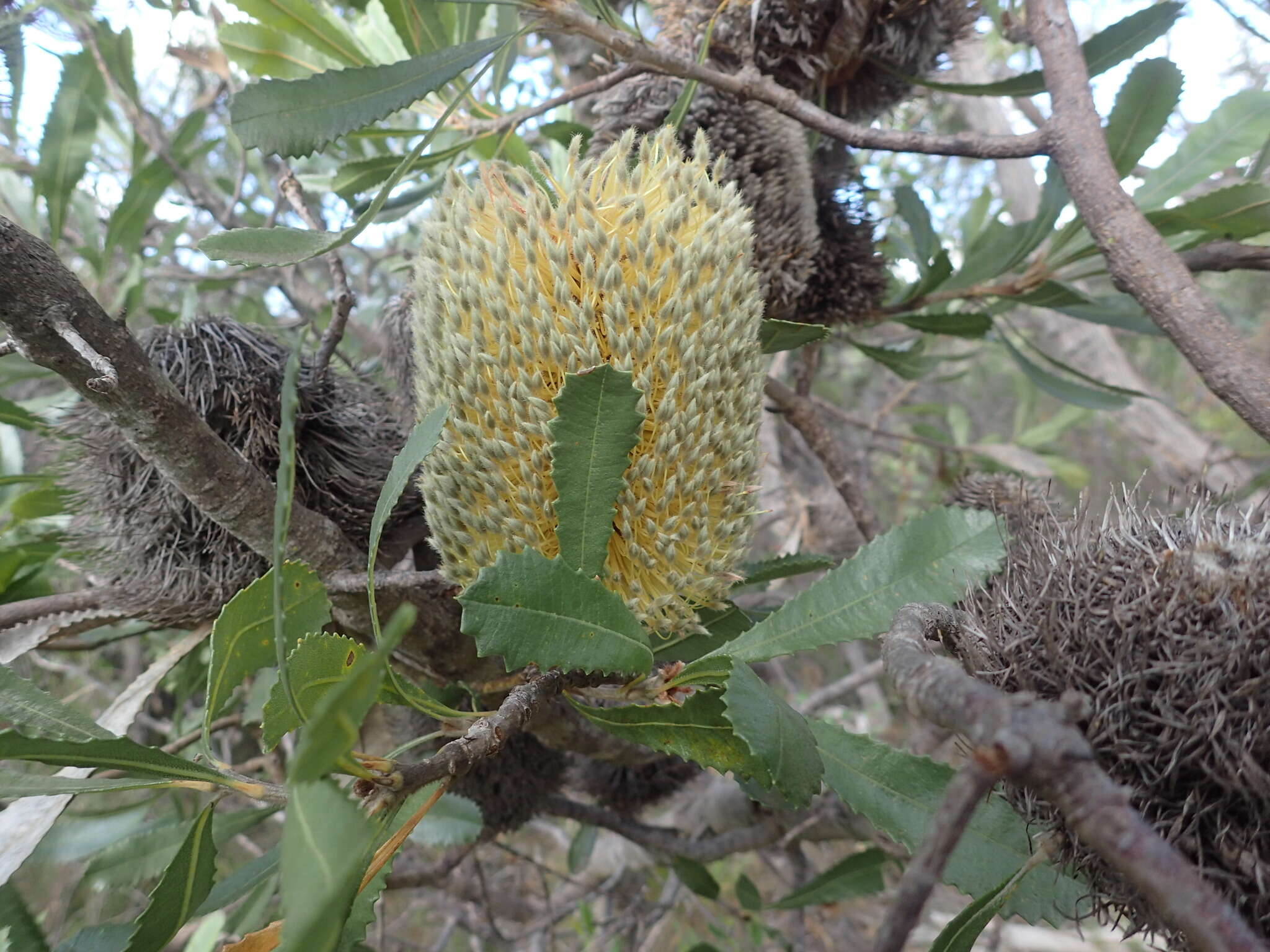 Sivun Banksia ornata F. Müll. ex Meissn. kuva