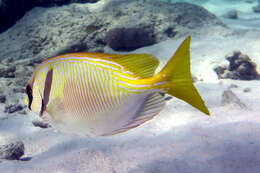 Image of Barred rabbitfish