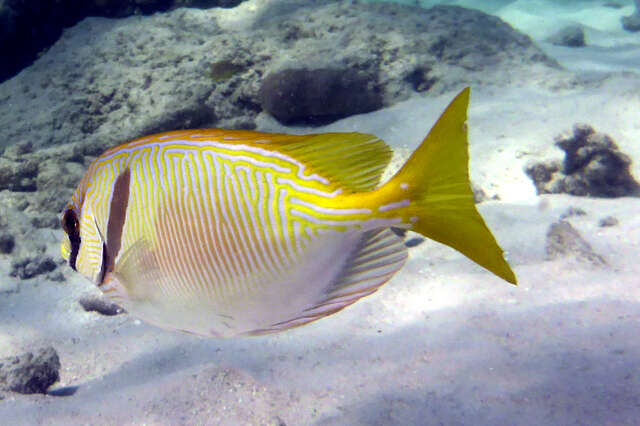 Image of Barred rabbitfish