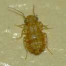 Image of Book lice