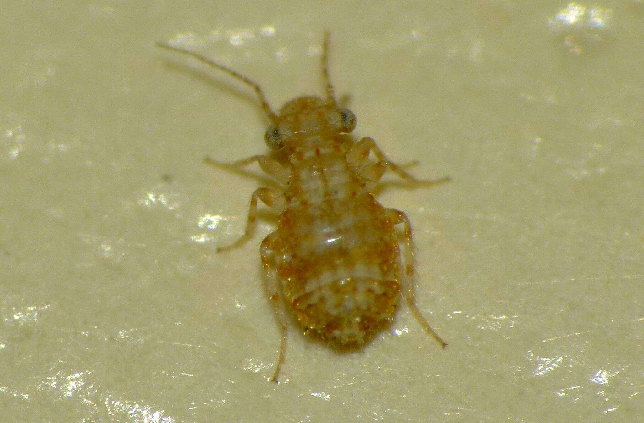 Image of Book lice