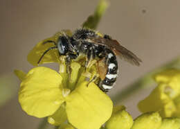 Image of Calliopsis personata Cockerell 1897