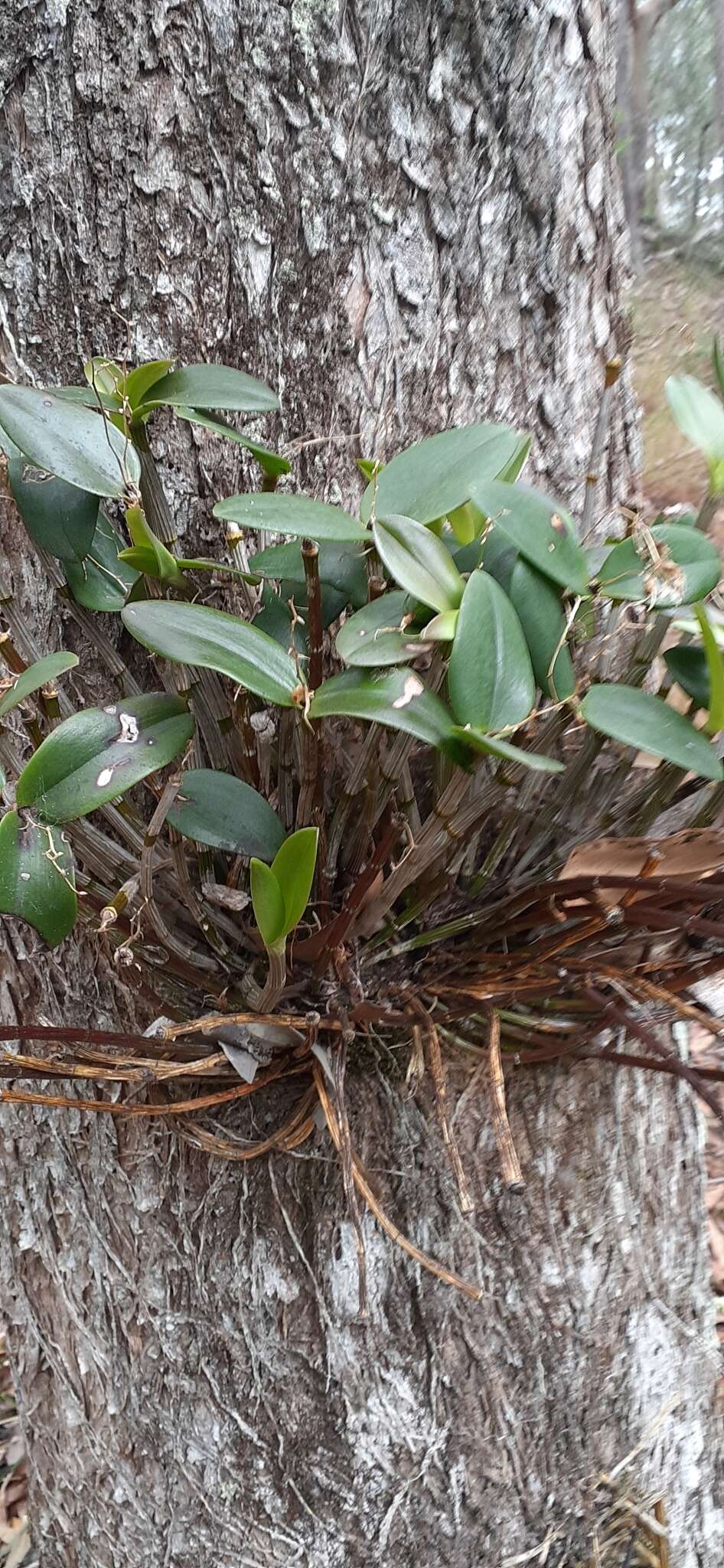 Imagem de Dendrobium aemulum R. Br.