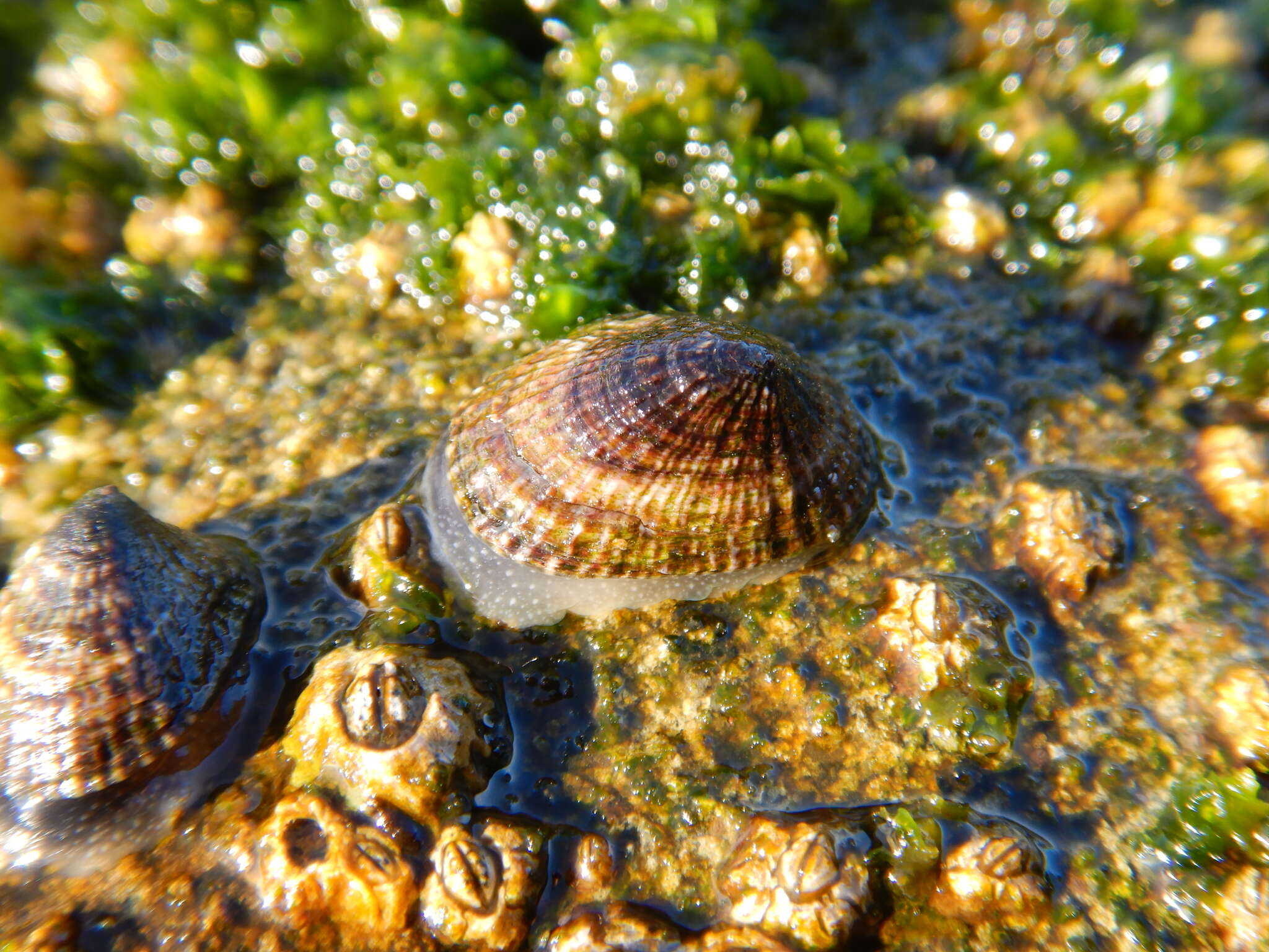 Image of Siphonaria lessonii Blainville 1827