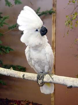 Image of Umbrella Cockatoo