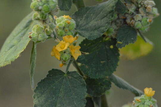 Image de Wissadula densiflora R. E. Fries