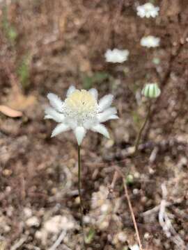 Imagem de Actinotus leucocephalus Benth.