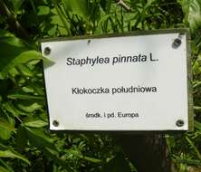 Imagem de Staphylea pinnata L.