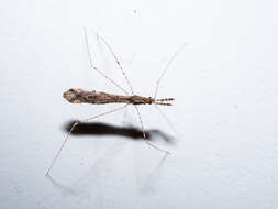 Image of Thread-legged bug