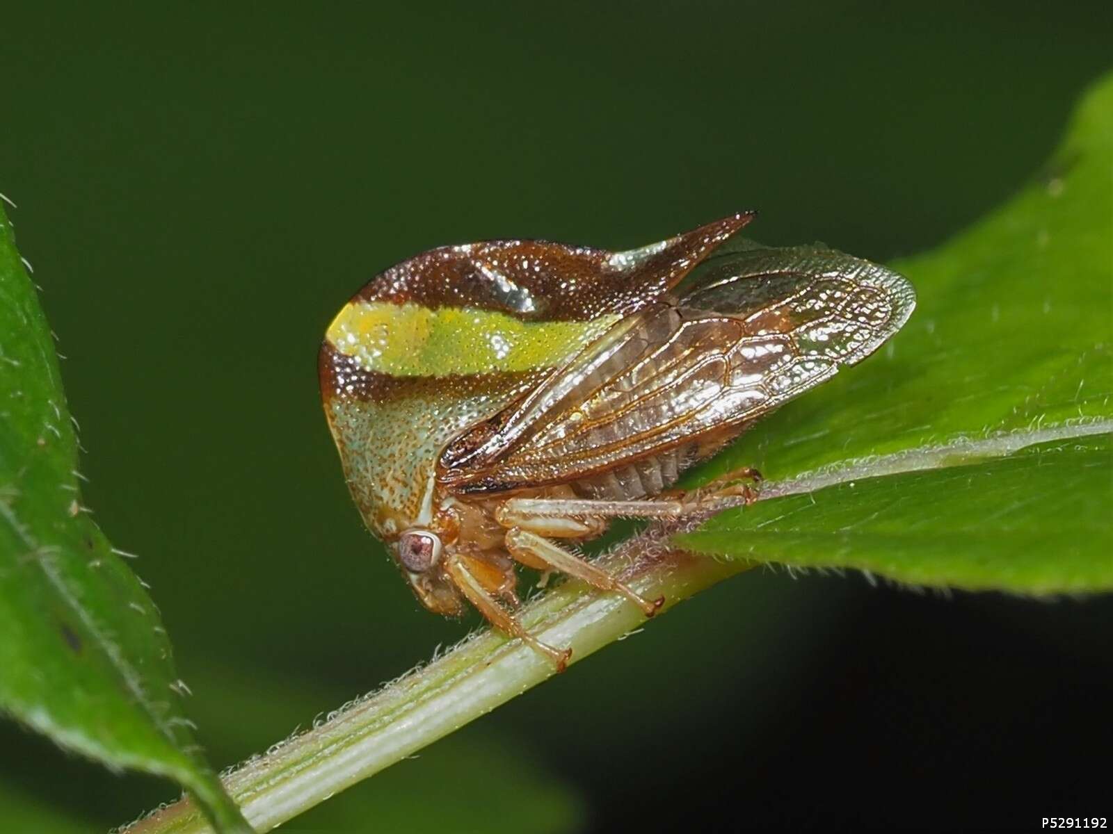 Image of Smilia fasciata Amyot & Serville