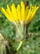 Plancia ëd Sonchus arvensis L.