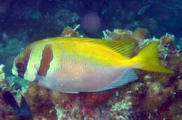 Image of Barred rabbitfish