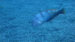Image of Cleaver Wrasse