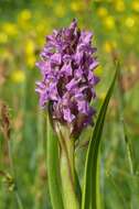 Dactylorhiza incarnata (L.) Soó resmi