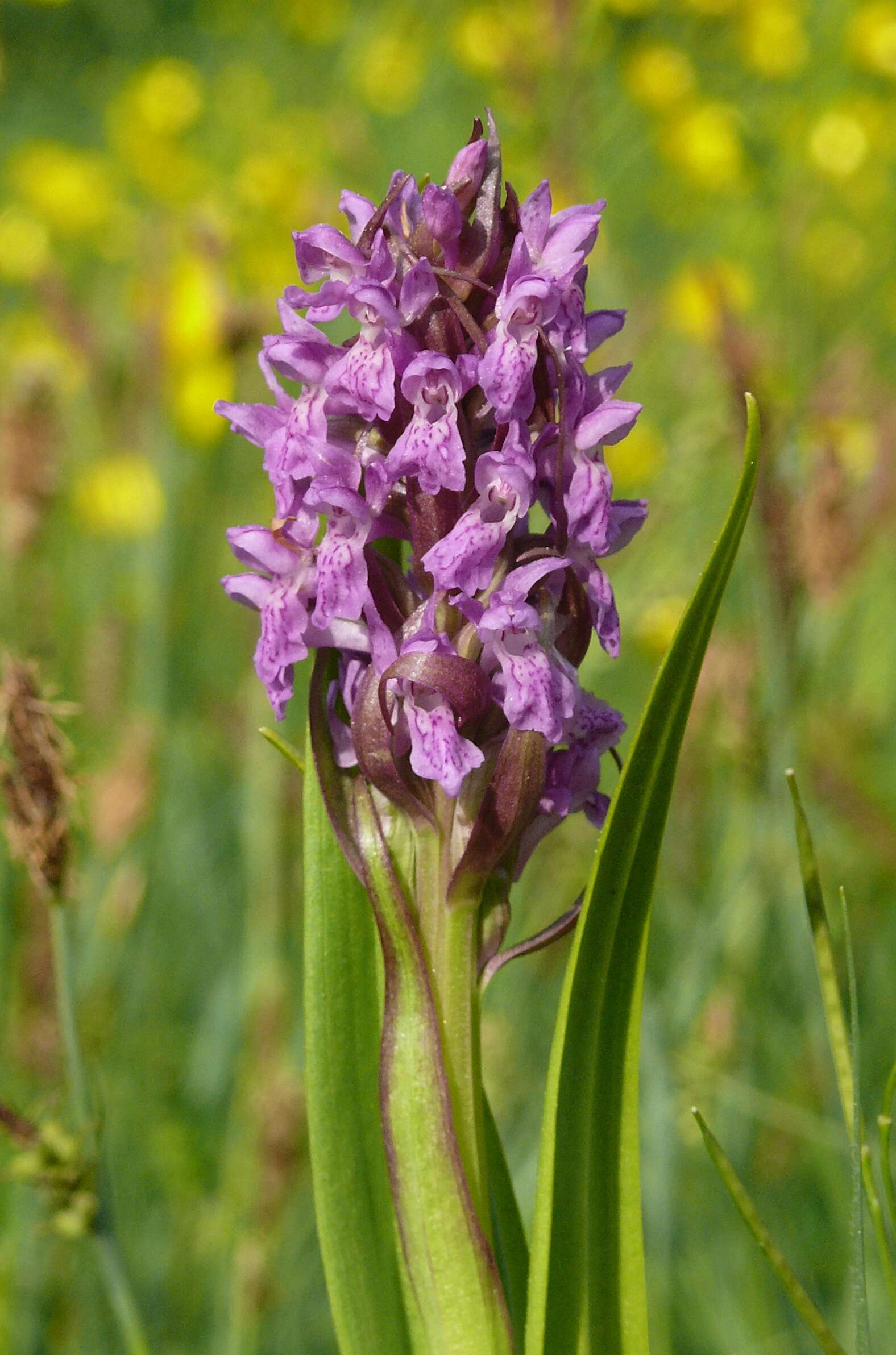 Dactylorhiza incarnata (L.) Soó resmi