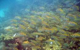 Image of Barred rabbitfish