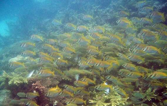 Image of Barred rabbitfish