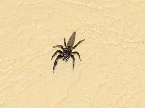 Image of Jumping spider