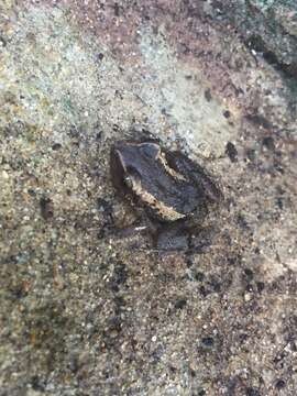 Image of Common Coqui