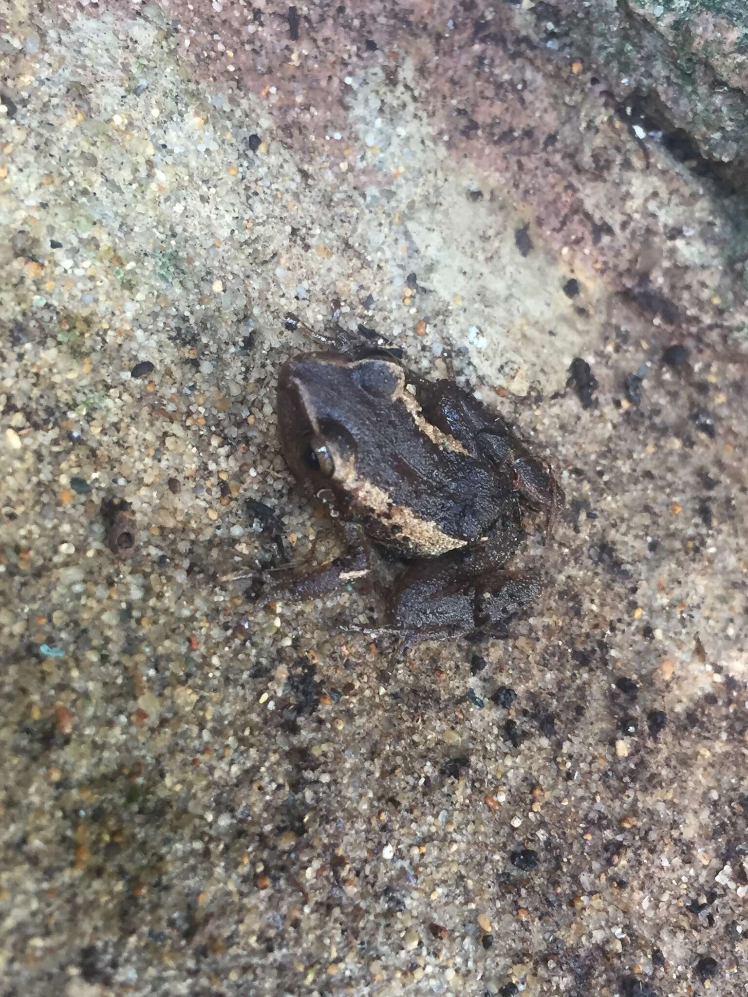 Imagem de Eleutherodactylus coqui Thomas 1966