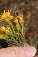 Sivun Senecio rudbeckiifolius Meyen & Walp. kuva