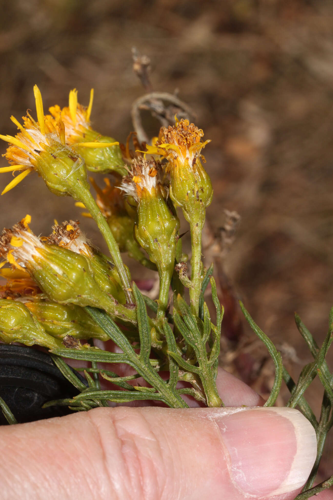 Sivun Senecio rudbeckiifolius Meyen & Walp. kuva