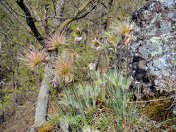 Image of Greater Pasque Flower