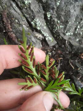 Image of Asplenium haurakiense (Brownsey) Ogle